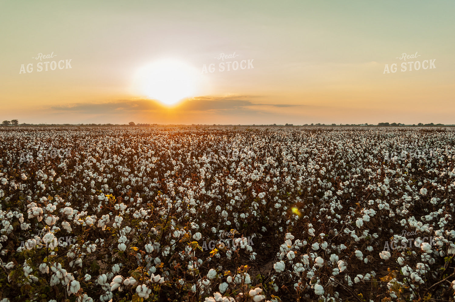Field of Cotton 59064