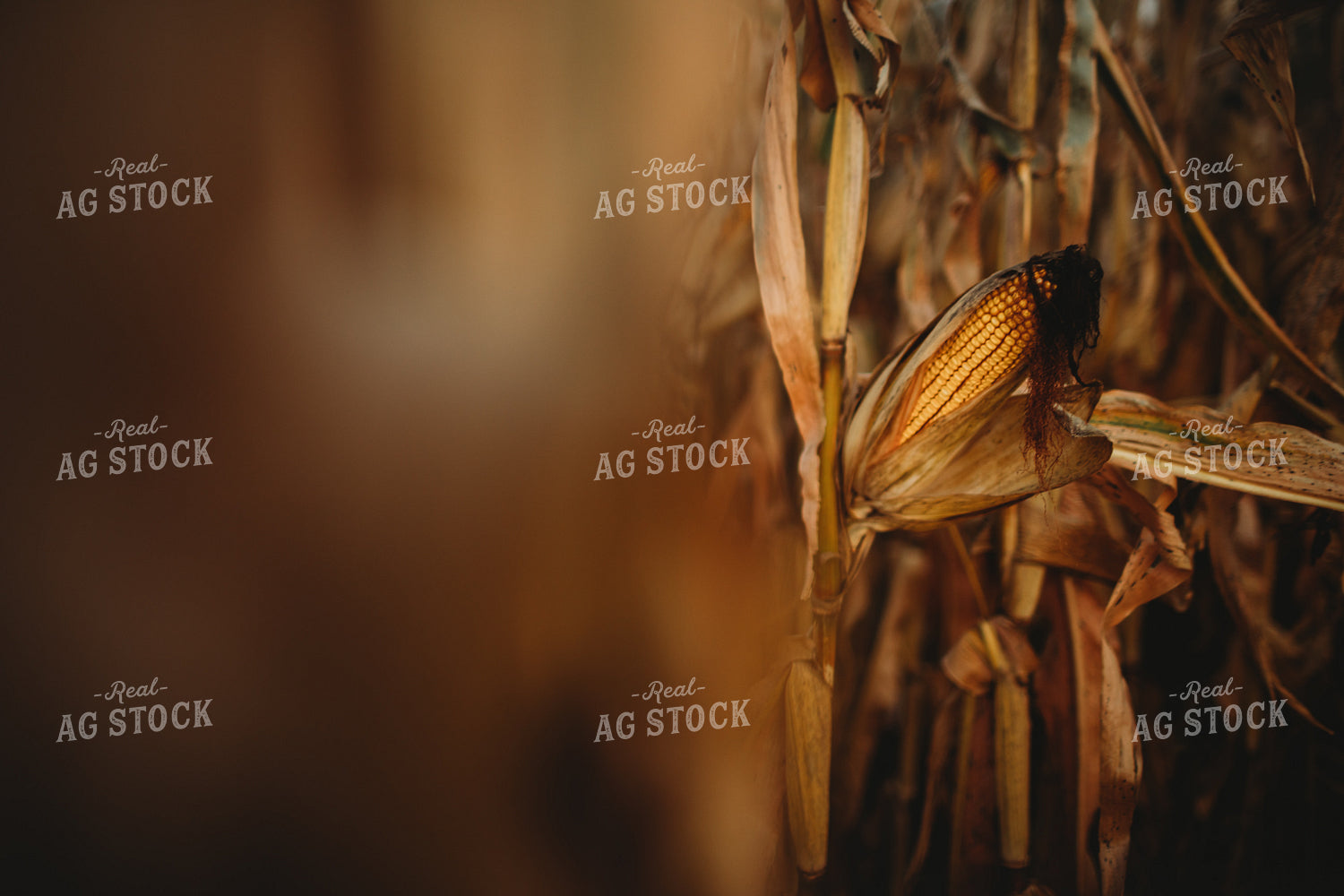 Dried Ear of Corn 3403