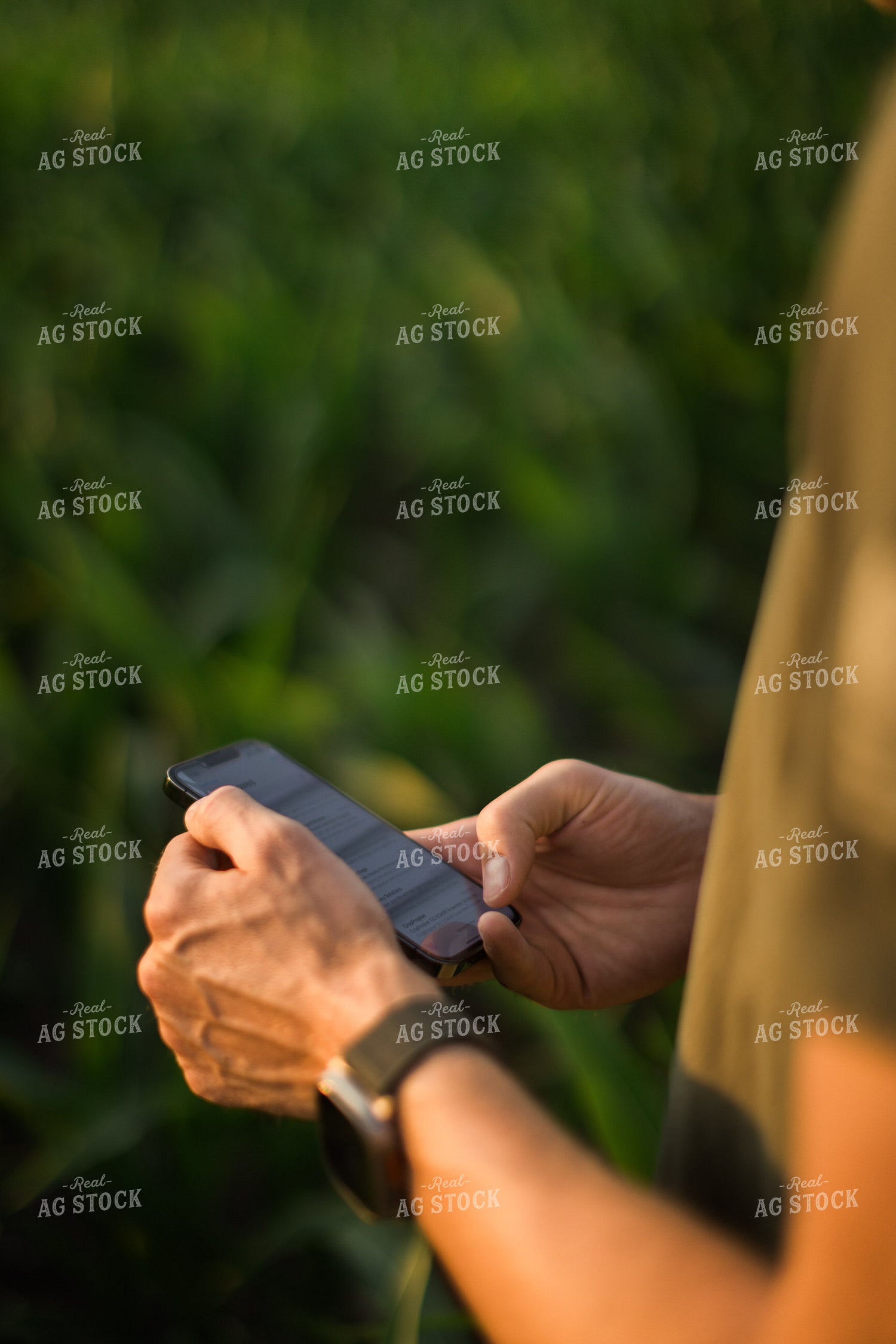 Farmer Using Phone in Corn Field 8160