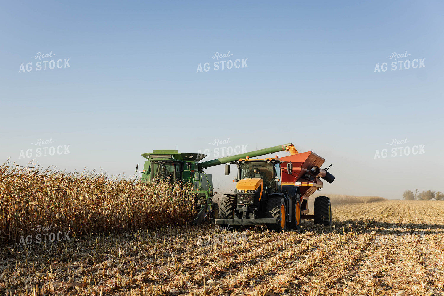 Corn Harvest 152637