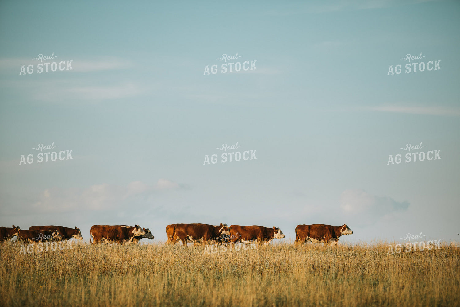 Hereford Cattle in Pasture 6401