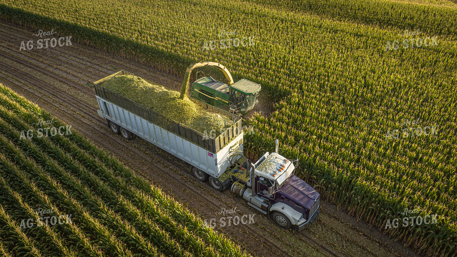 Silage Harvest 56544