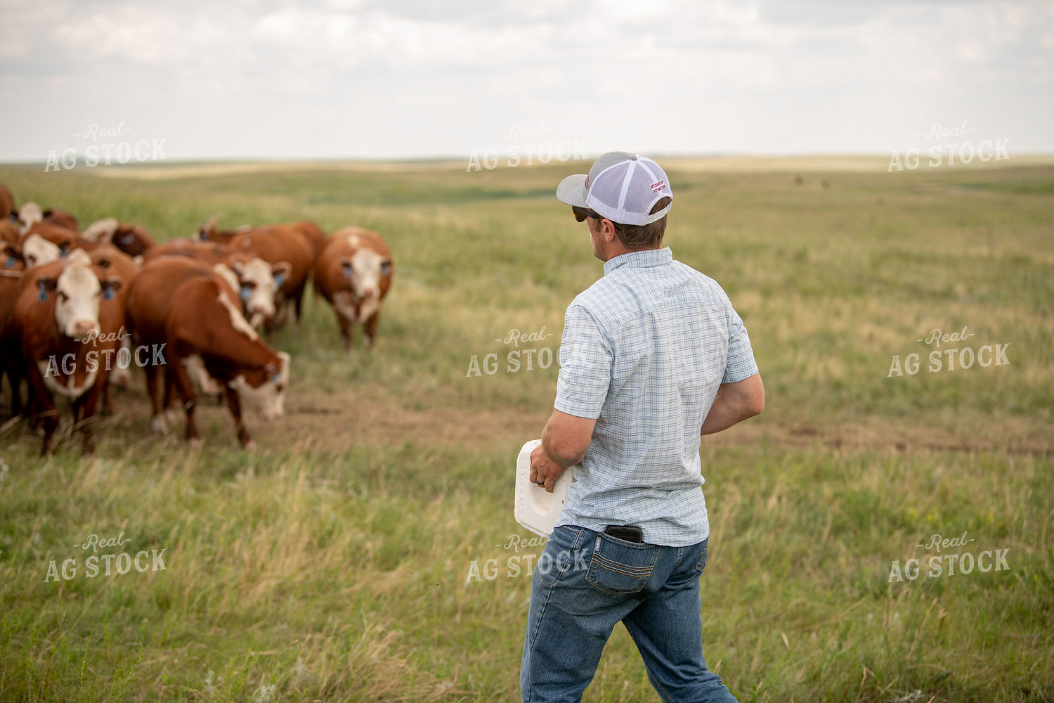 Farmer Bringing Salt Block to Cattle in Pasture 212058