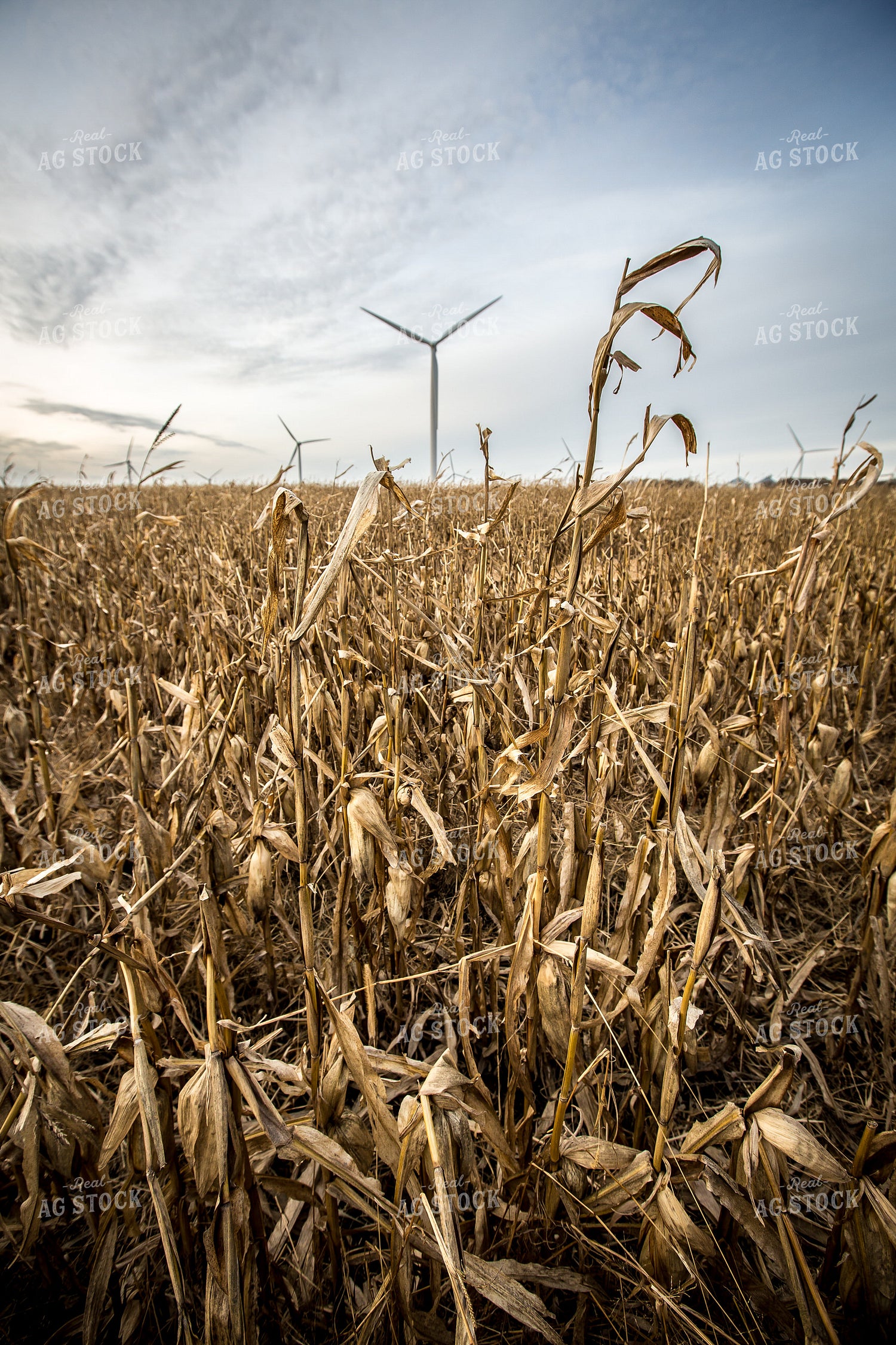 Damaged Dried Corn 250094