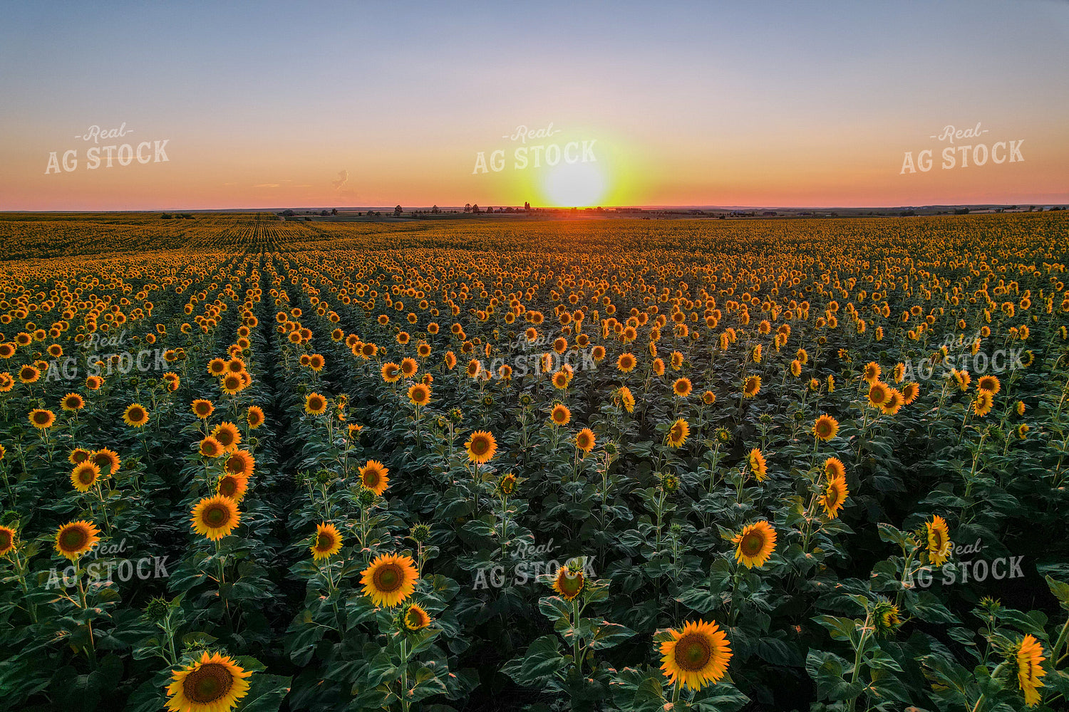 Aerial of Sunflower Field 261066