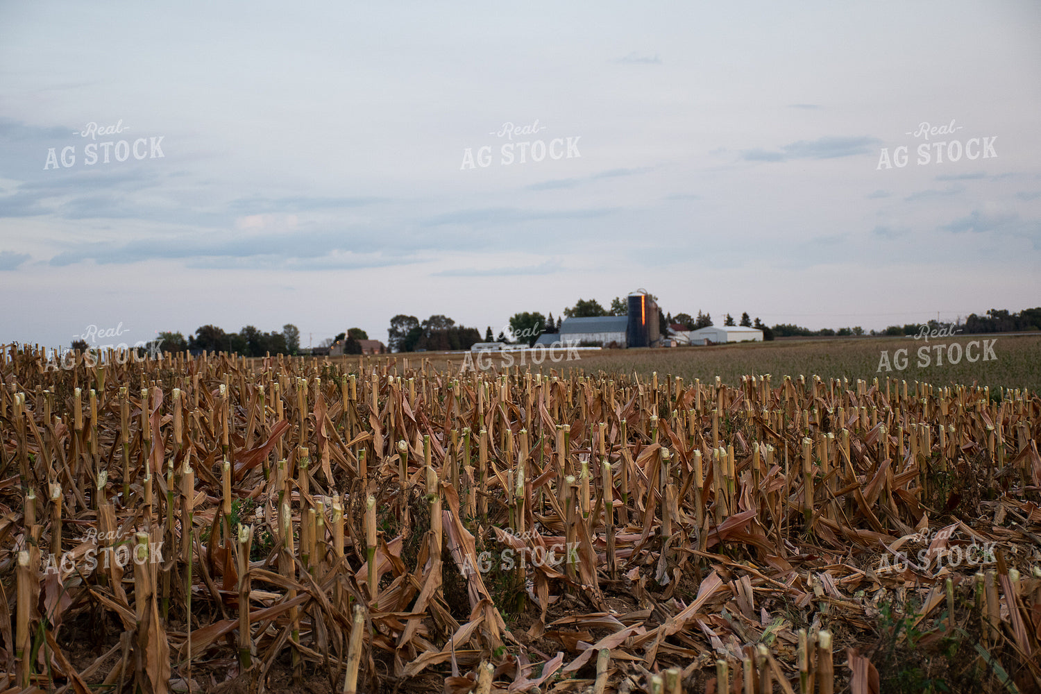 Corn Stover in Field 50253