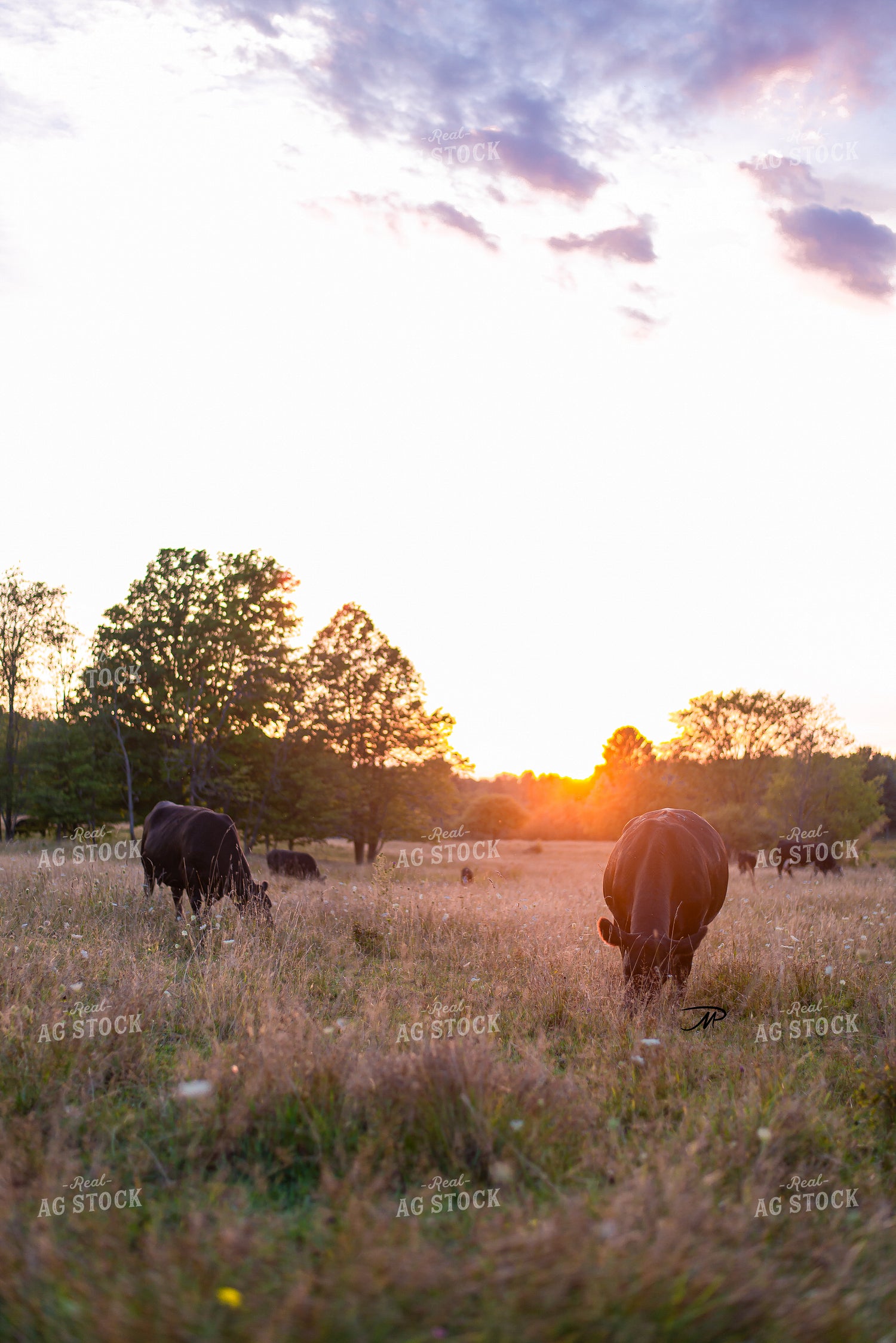 Cattle Grazing in Pasture 96008