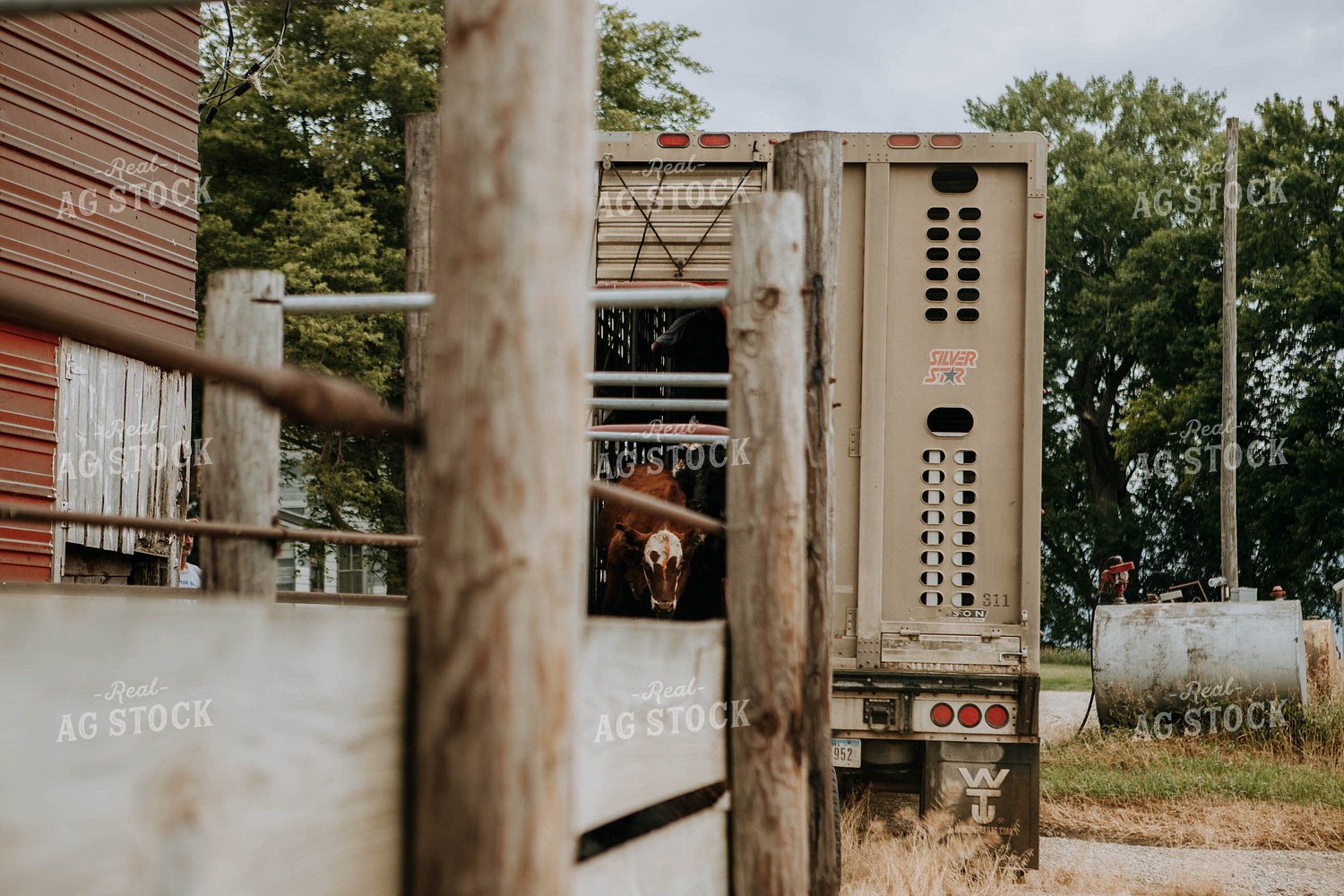 Cows Being Unloaded 77097
