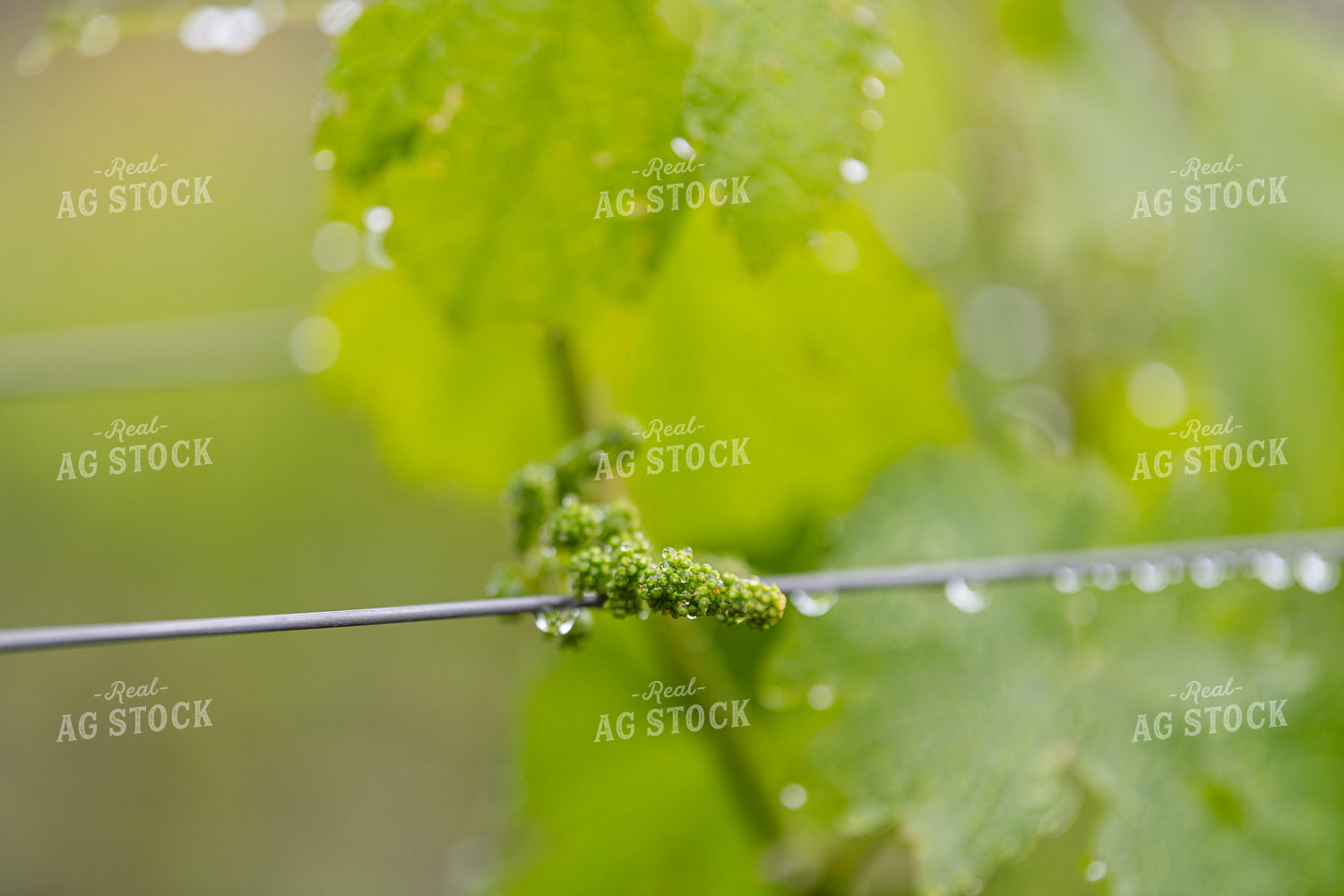 Vineyard Grape Production 107062