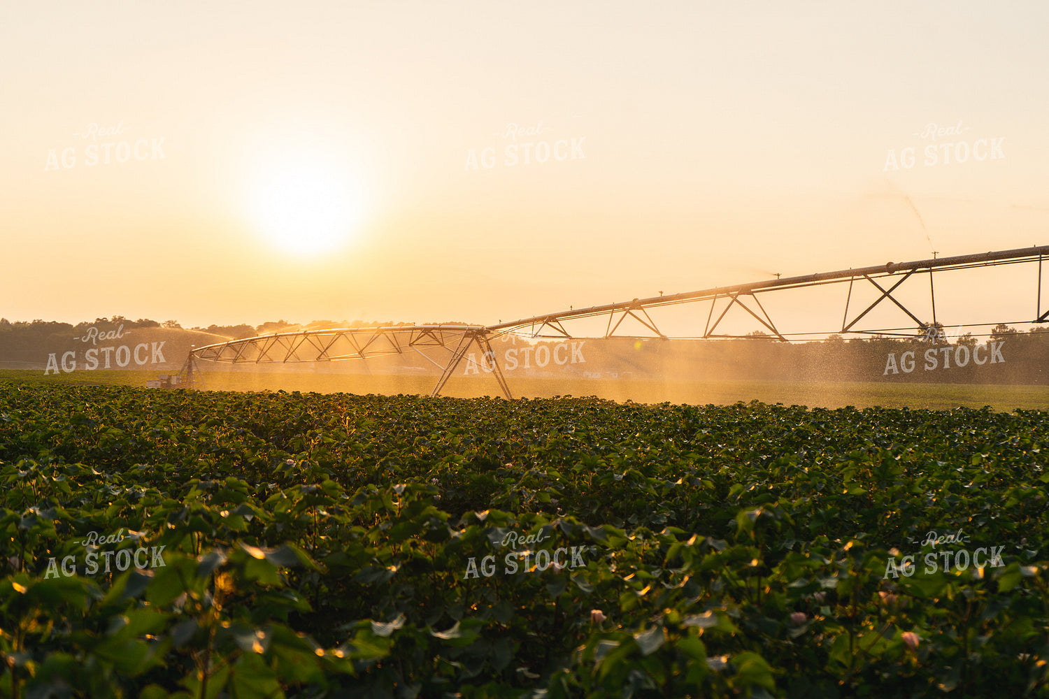Irrigated Cotton Field 128037