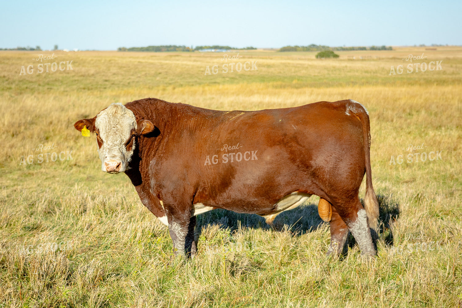 Hereford Bull 155329