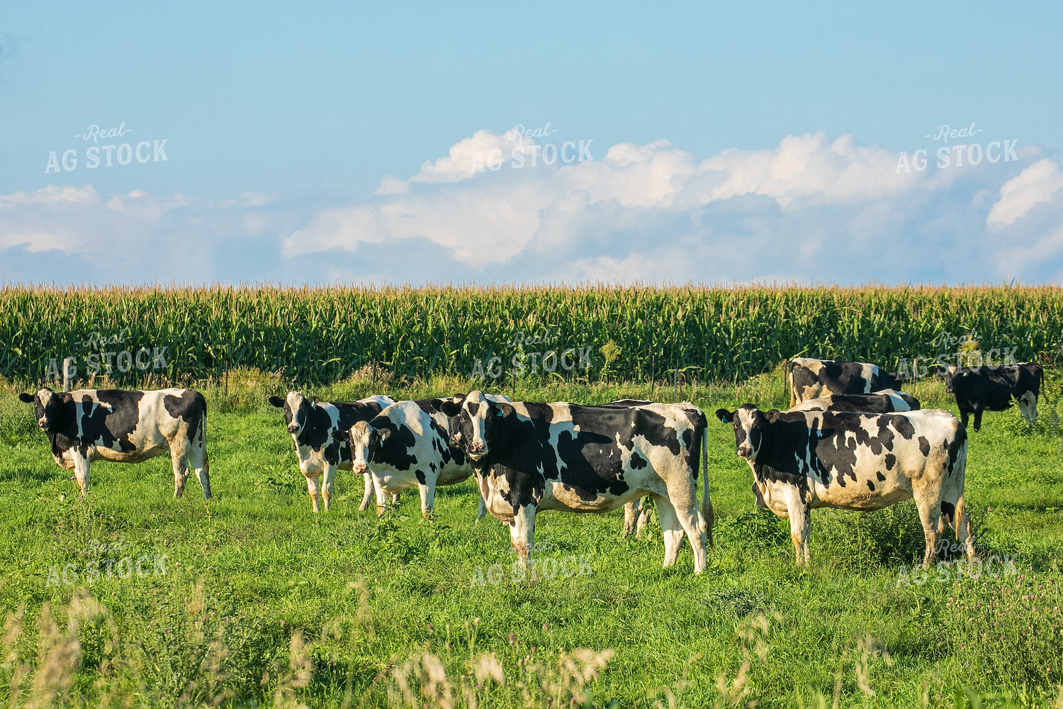 Holstein Cattle 145026