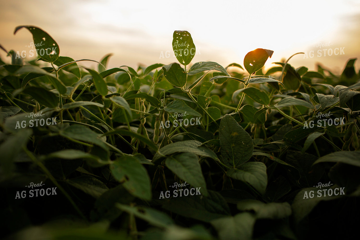 Soybeans - Mid-Season 2355
