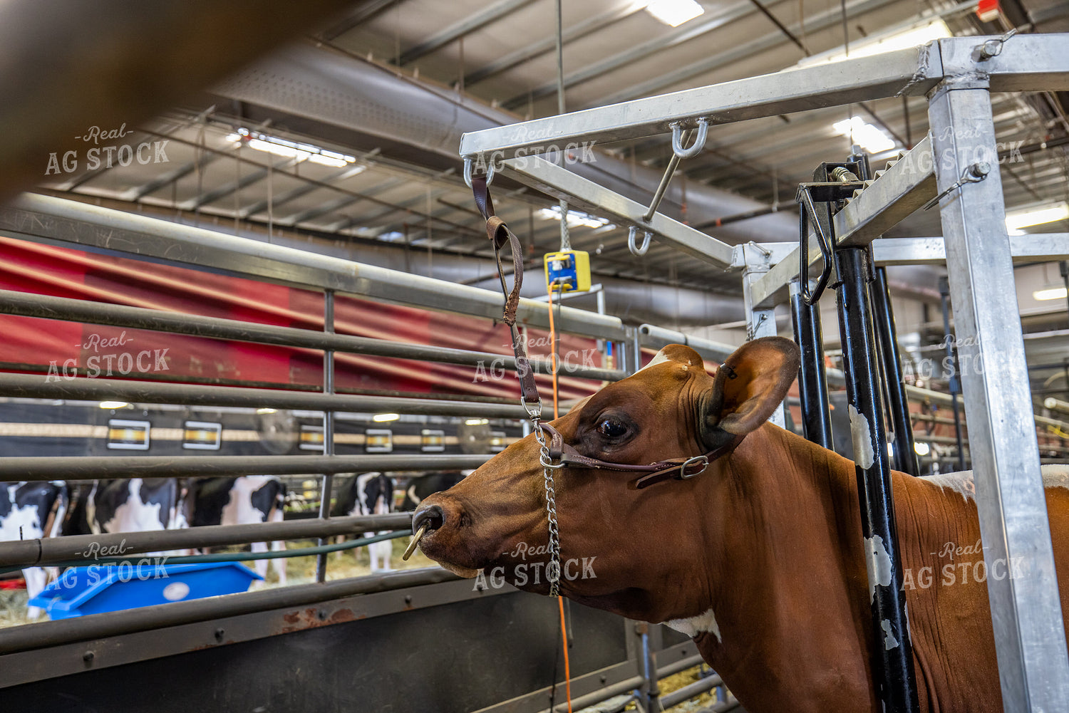 Show Cattle at Expo 270076