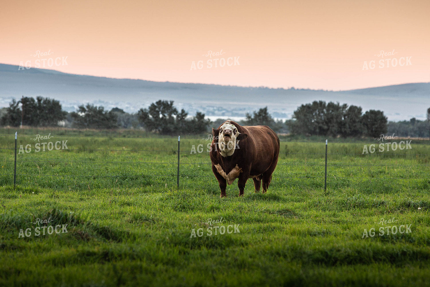 Hereford Bull in Pasture 81092
