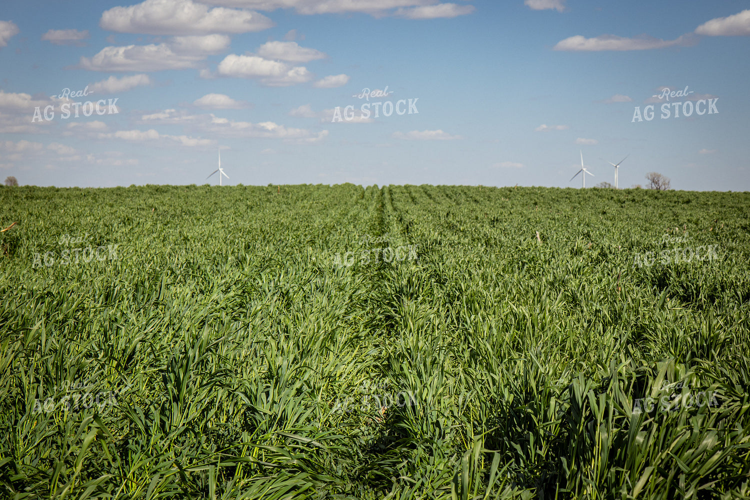 Cover Crops 67694