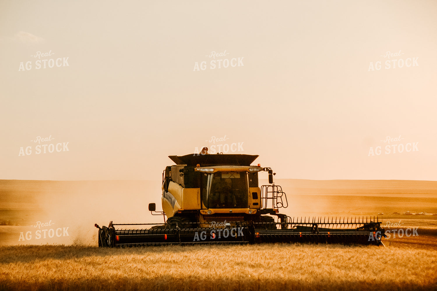Combine Threshing Wheat 64097