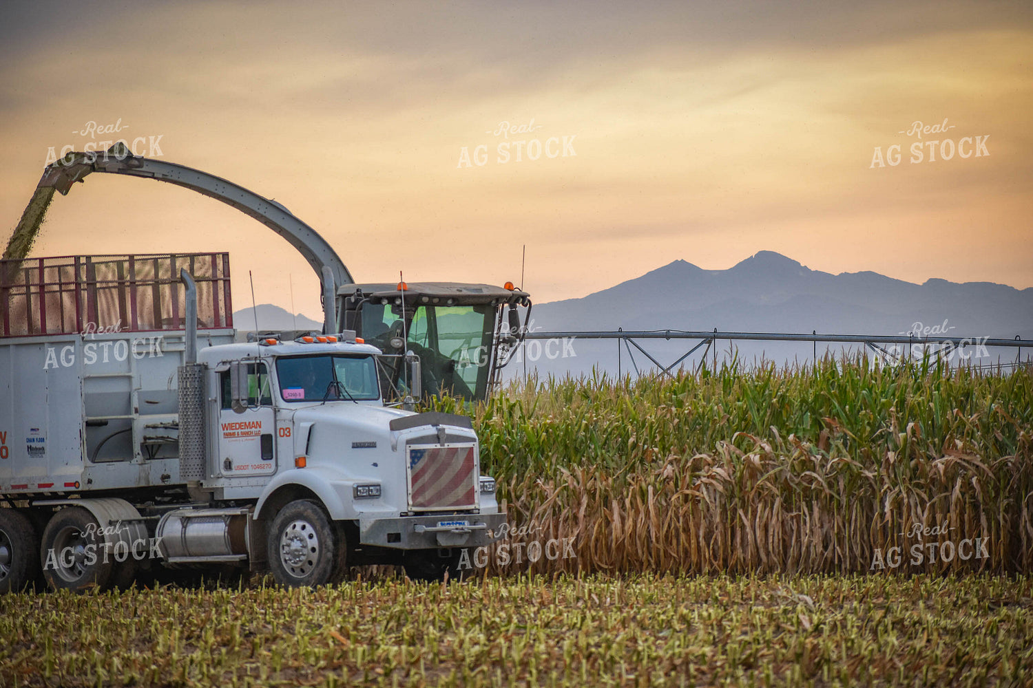 Silage Harvest 56091