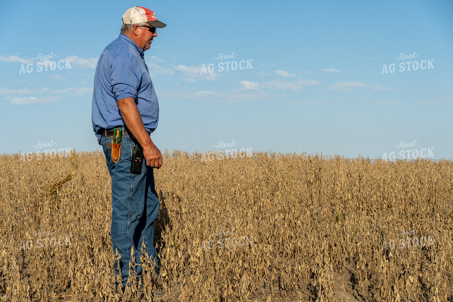 Farmer in Hail Damaged Soybean Field 65077