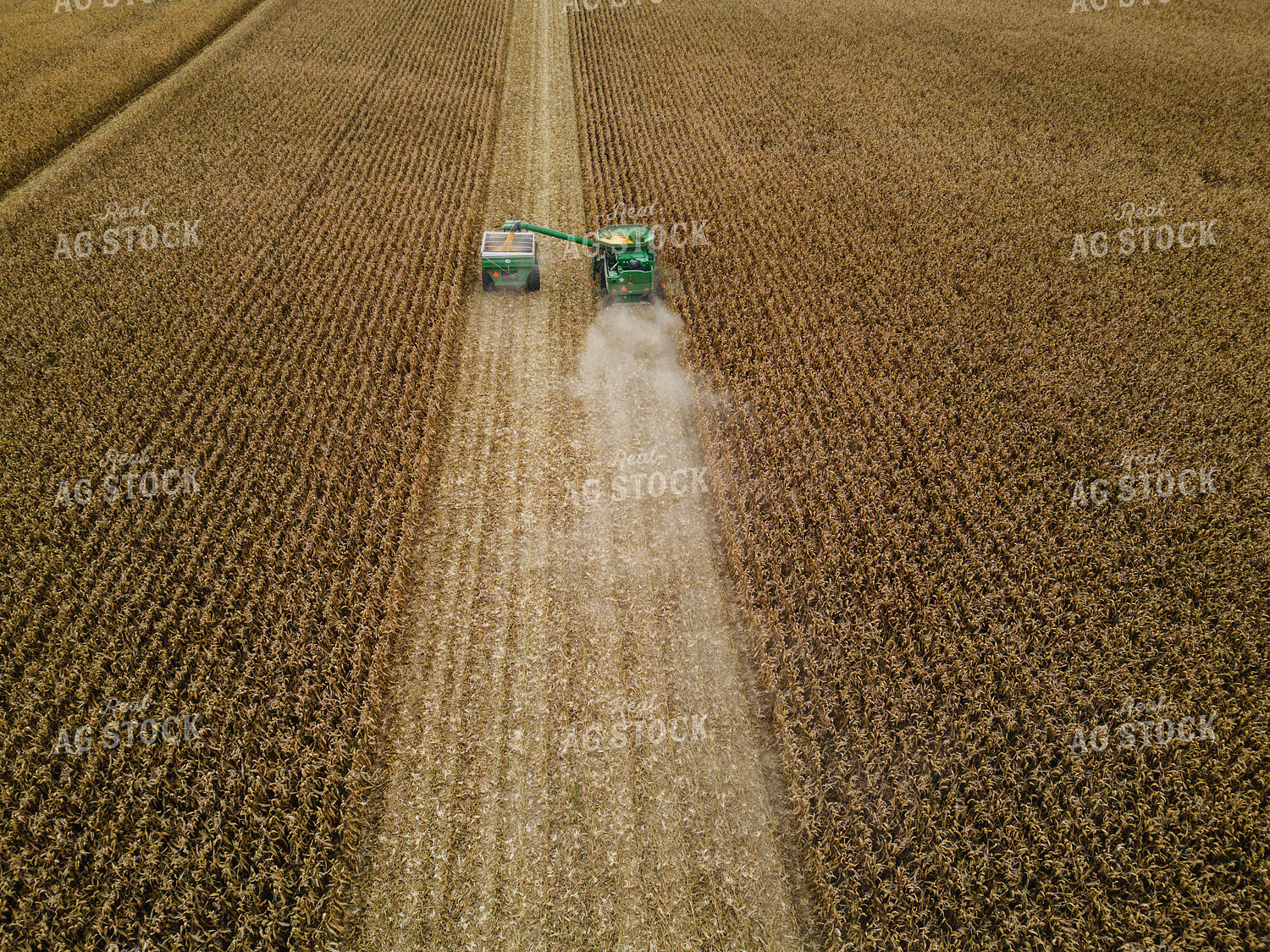 Corn Harvest 115099