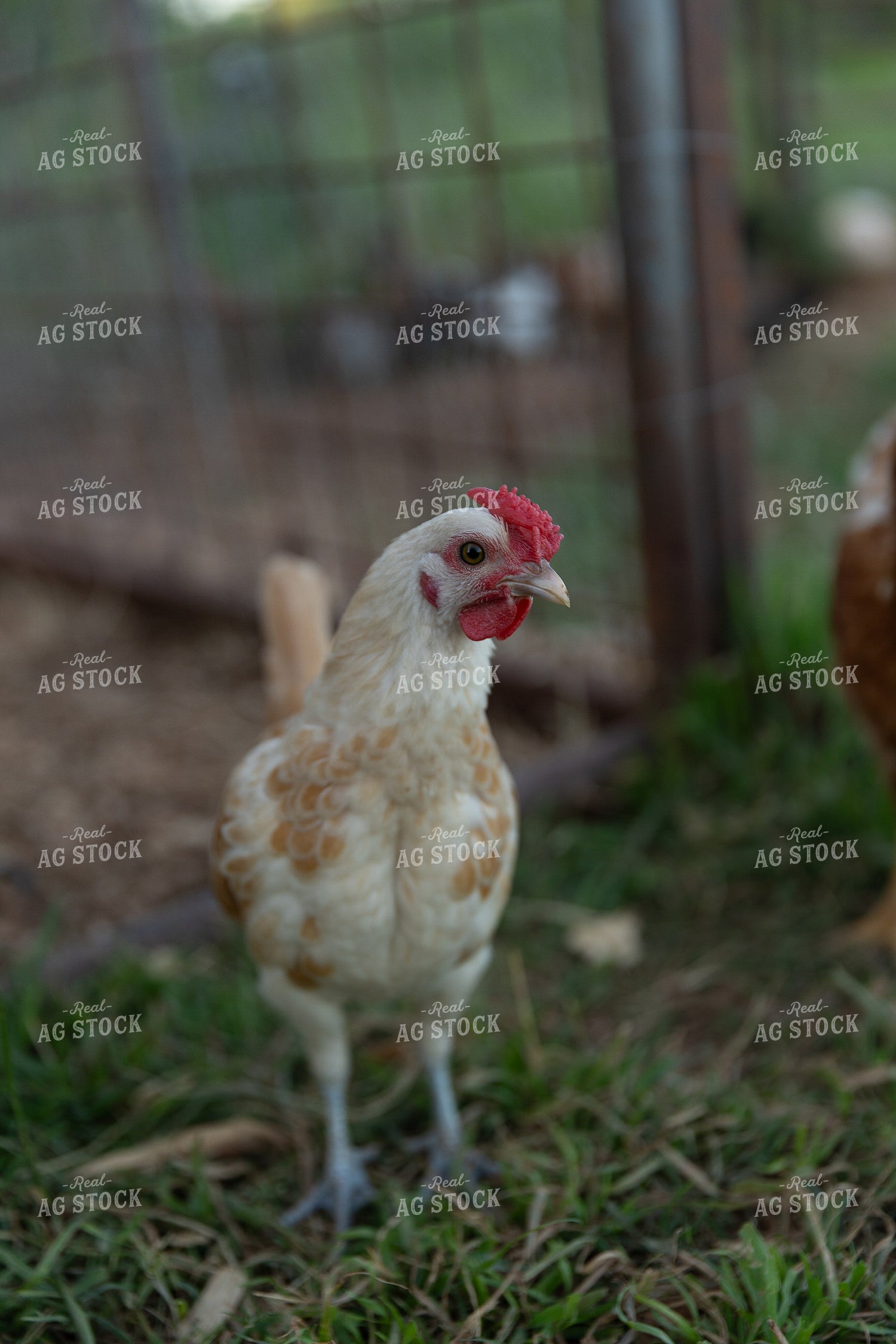 Chicken 205048
