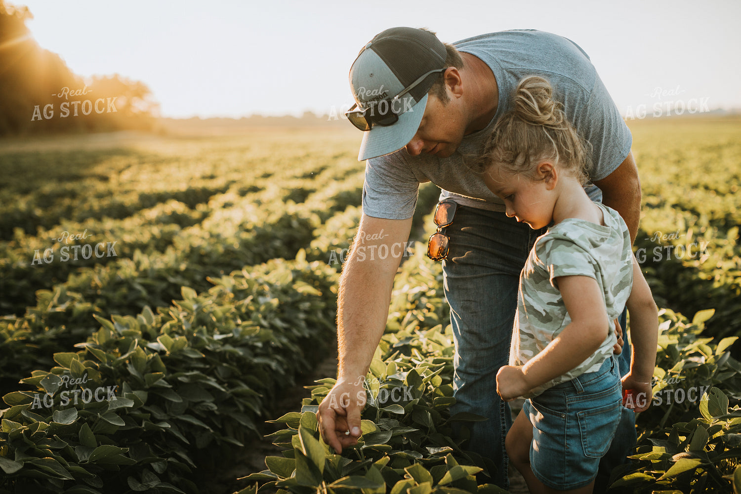 Farmer and Farm Kid Scouting Soybean Field 6083