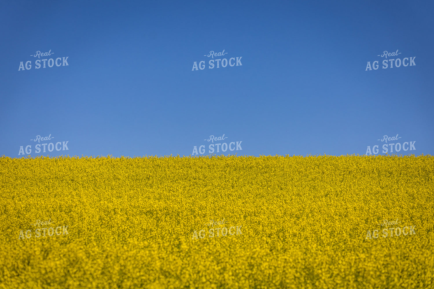 Flowering Canola Field 138045