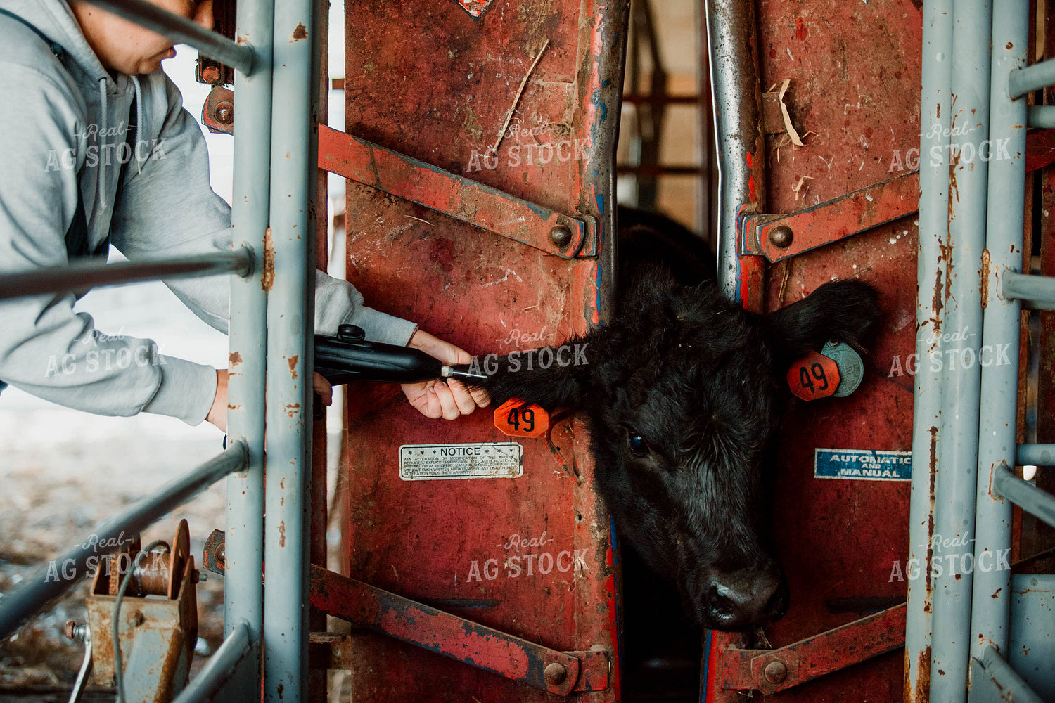 Angus Calf Getting Tagged 77063