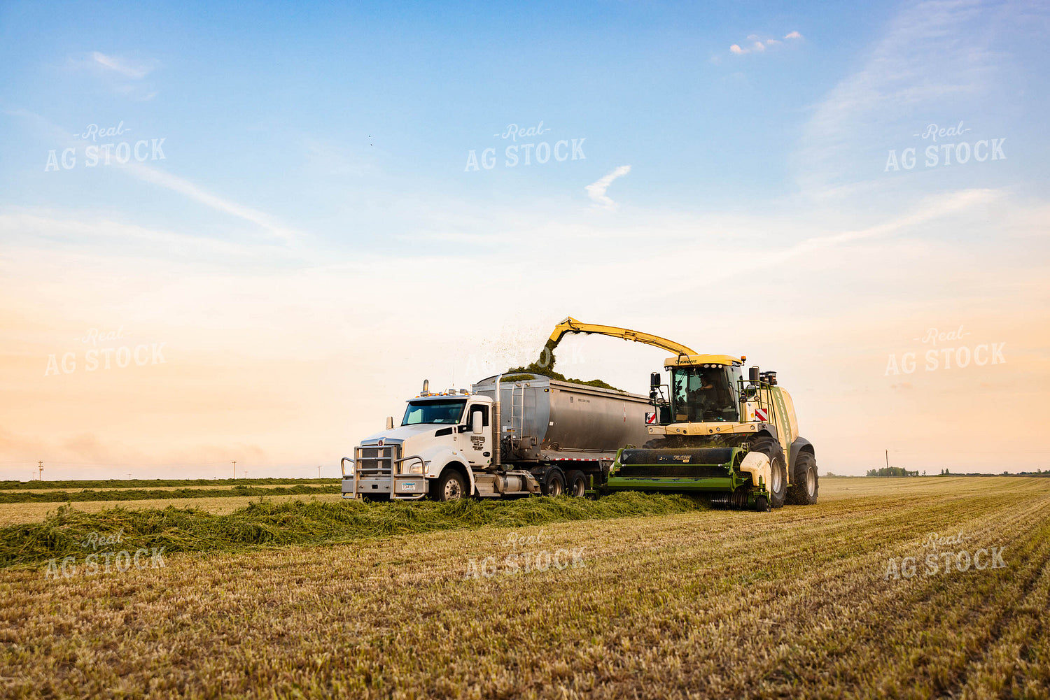 Chopping Silage 152136