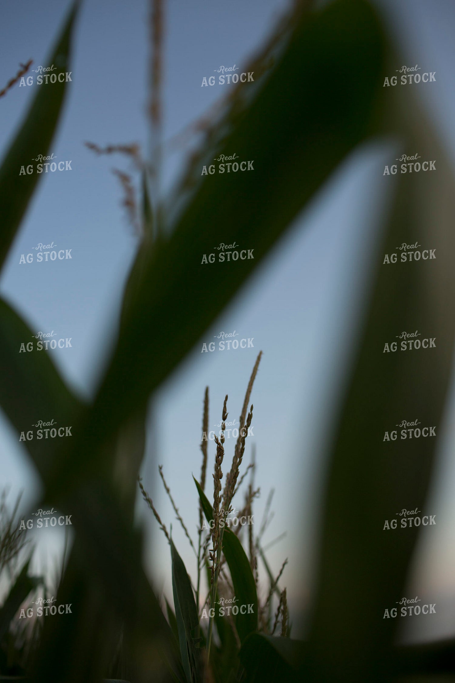 Corn - Mid-Season 1268