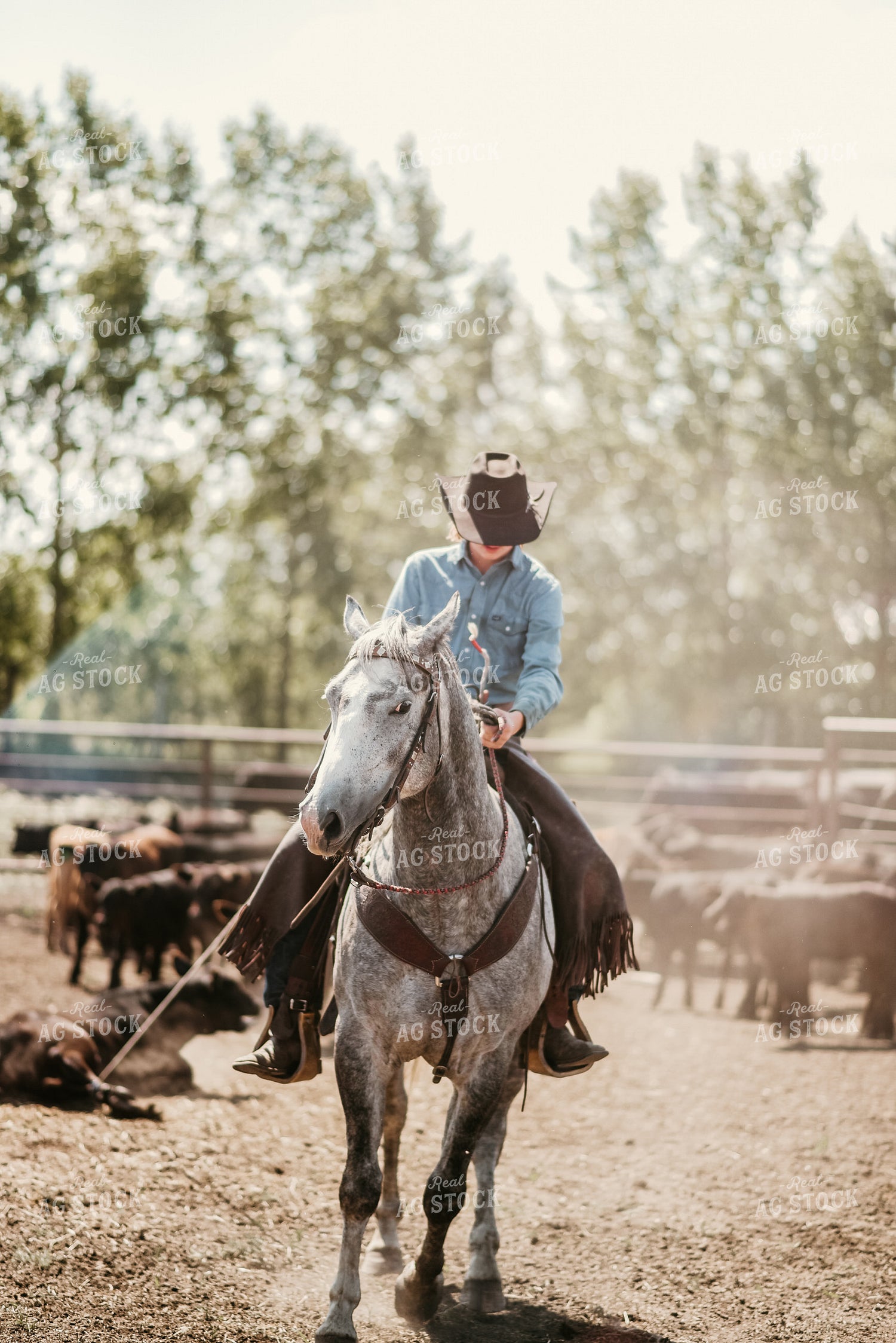 Rancher in Cattle Pen on Horseback 64031