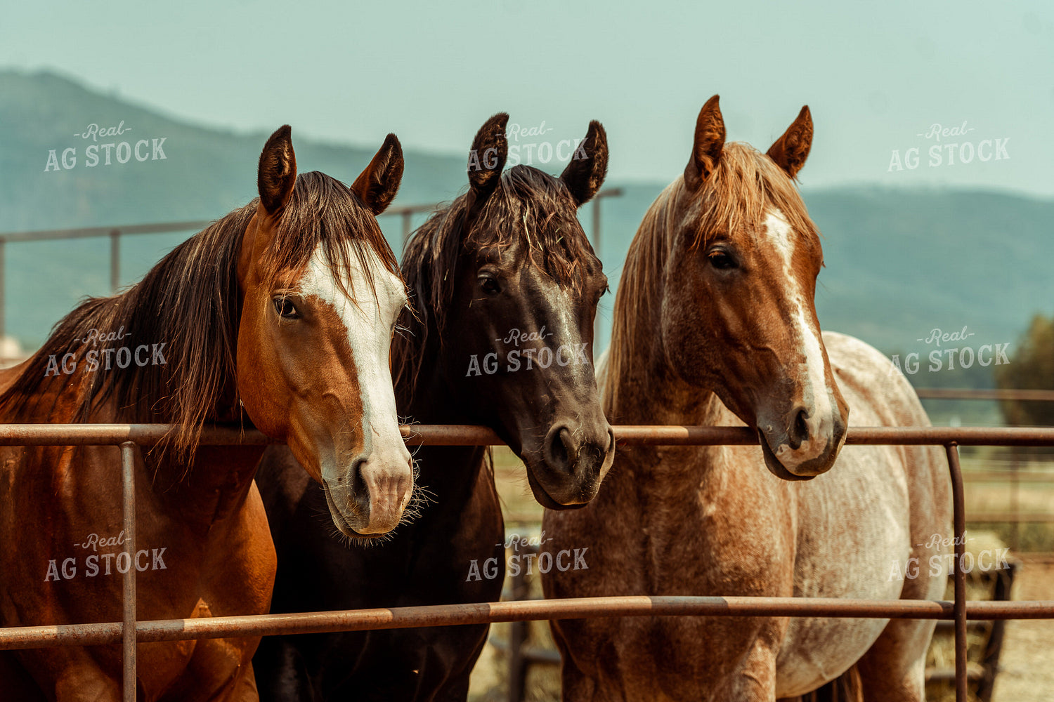Horses in Pen 58082