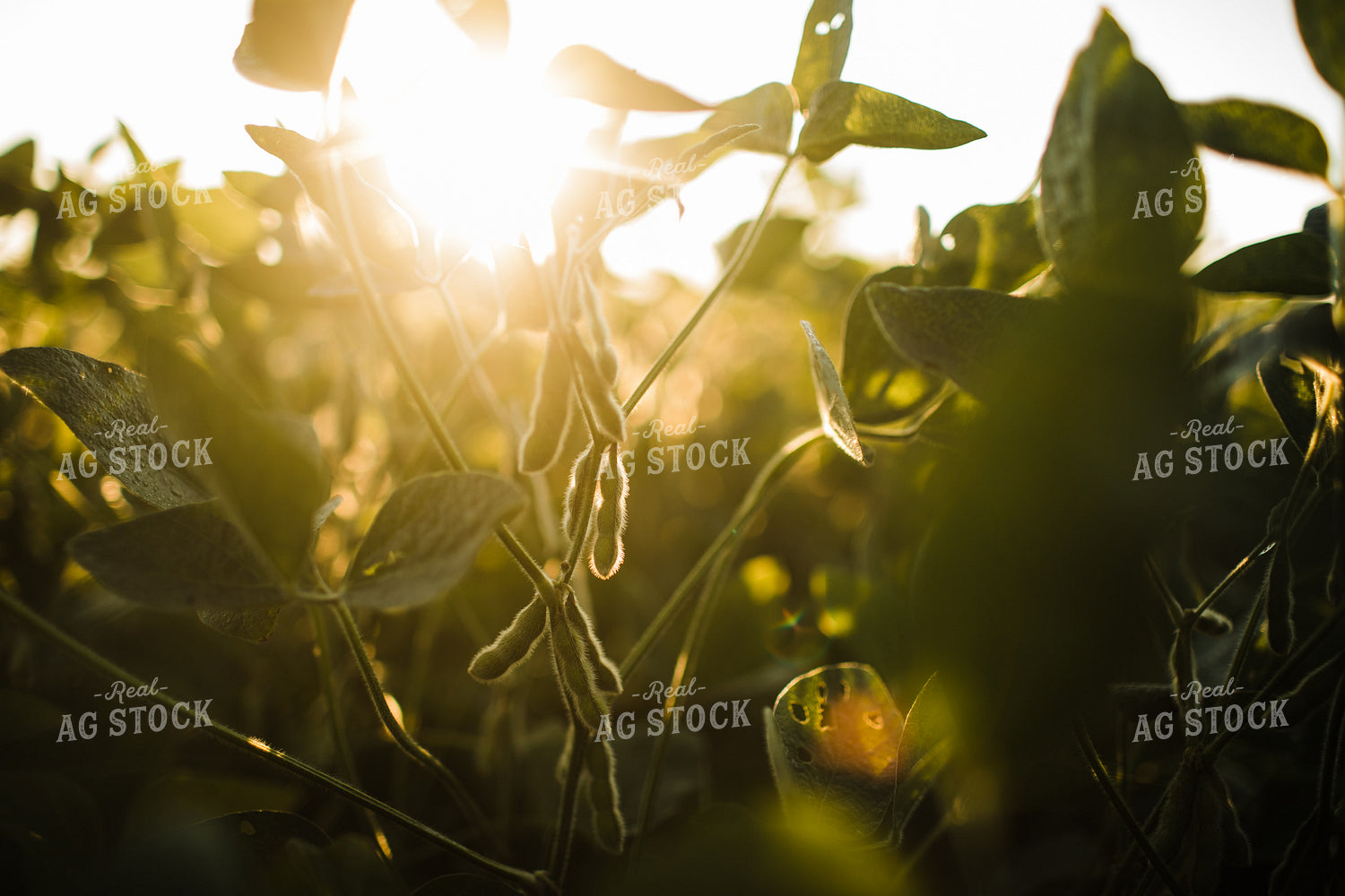 Soybean Pods at Sunrise 3274