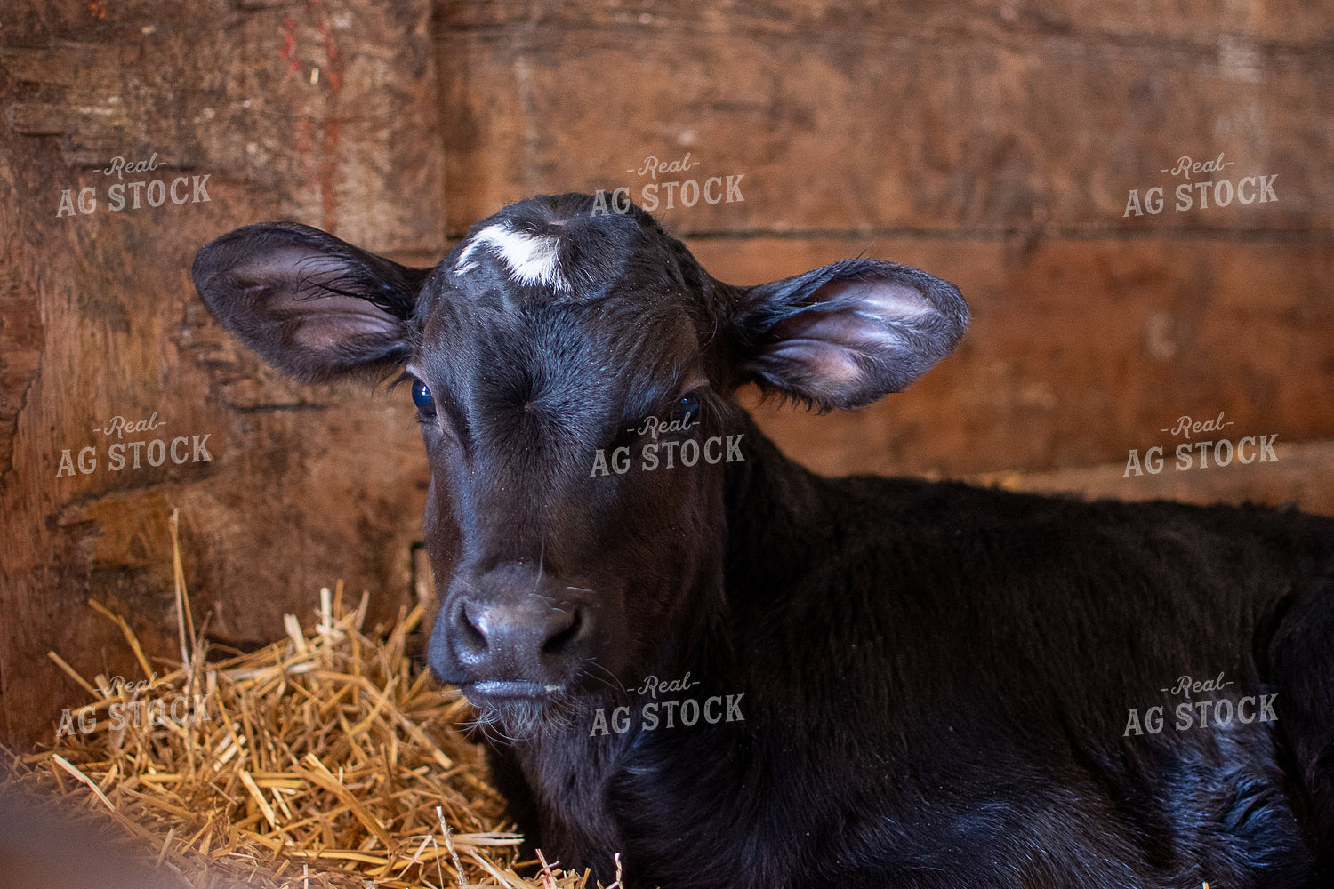 Calf 50464