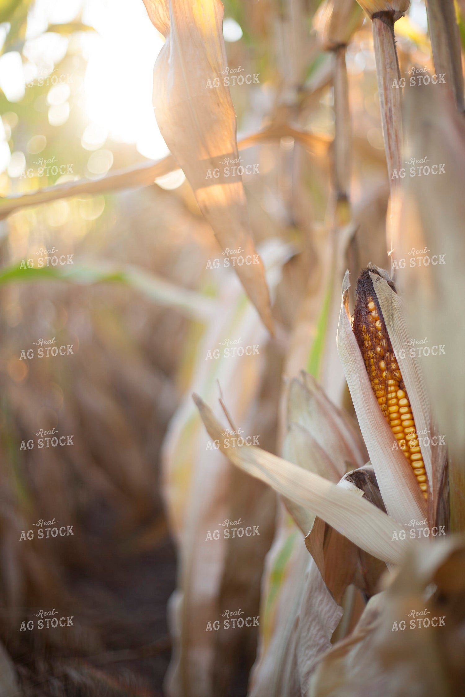 Corn - Dry 1355