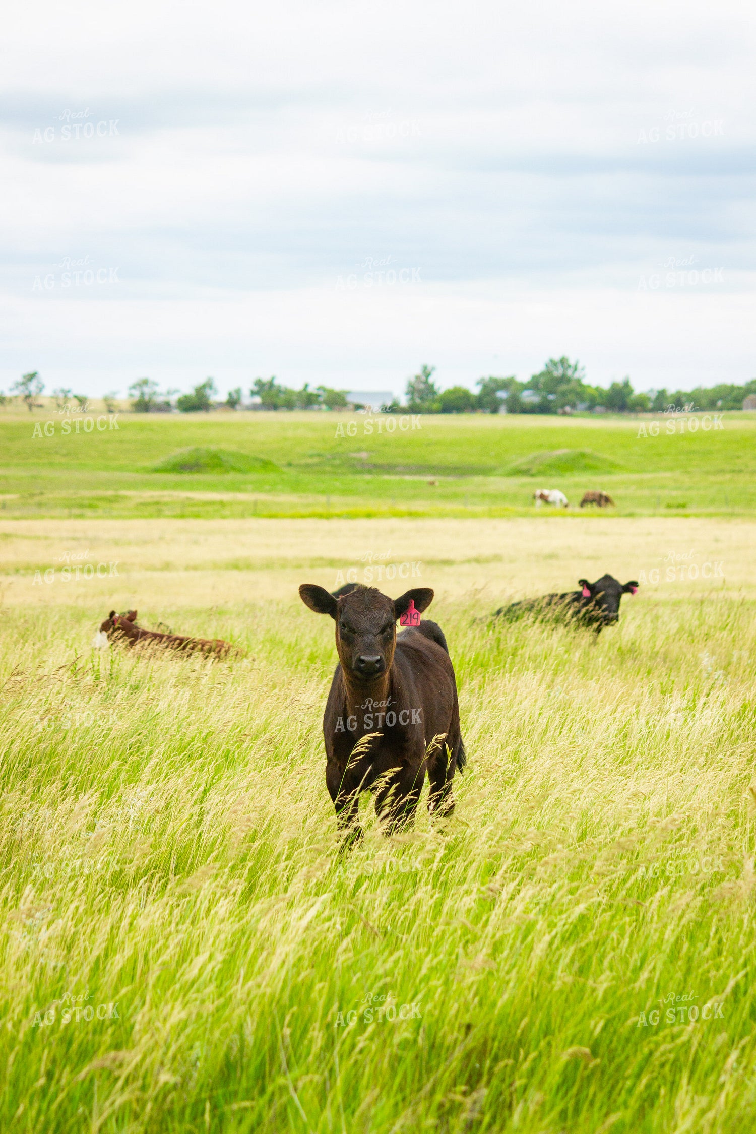 Angus Cross Calf 155247