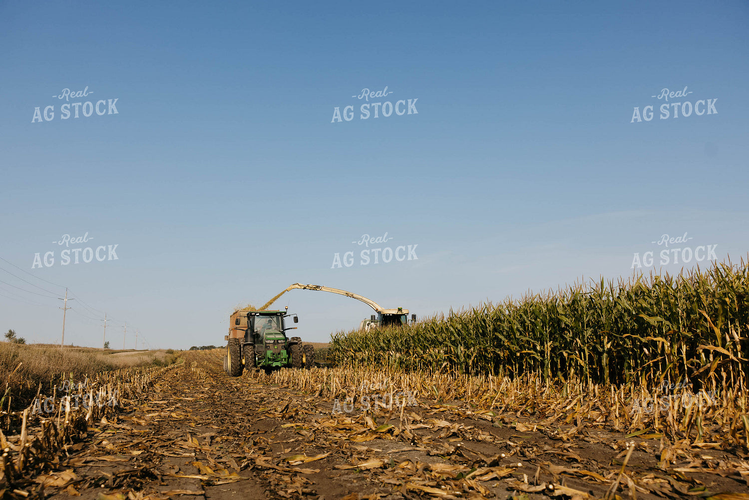 Chopping Corn Silage 152532