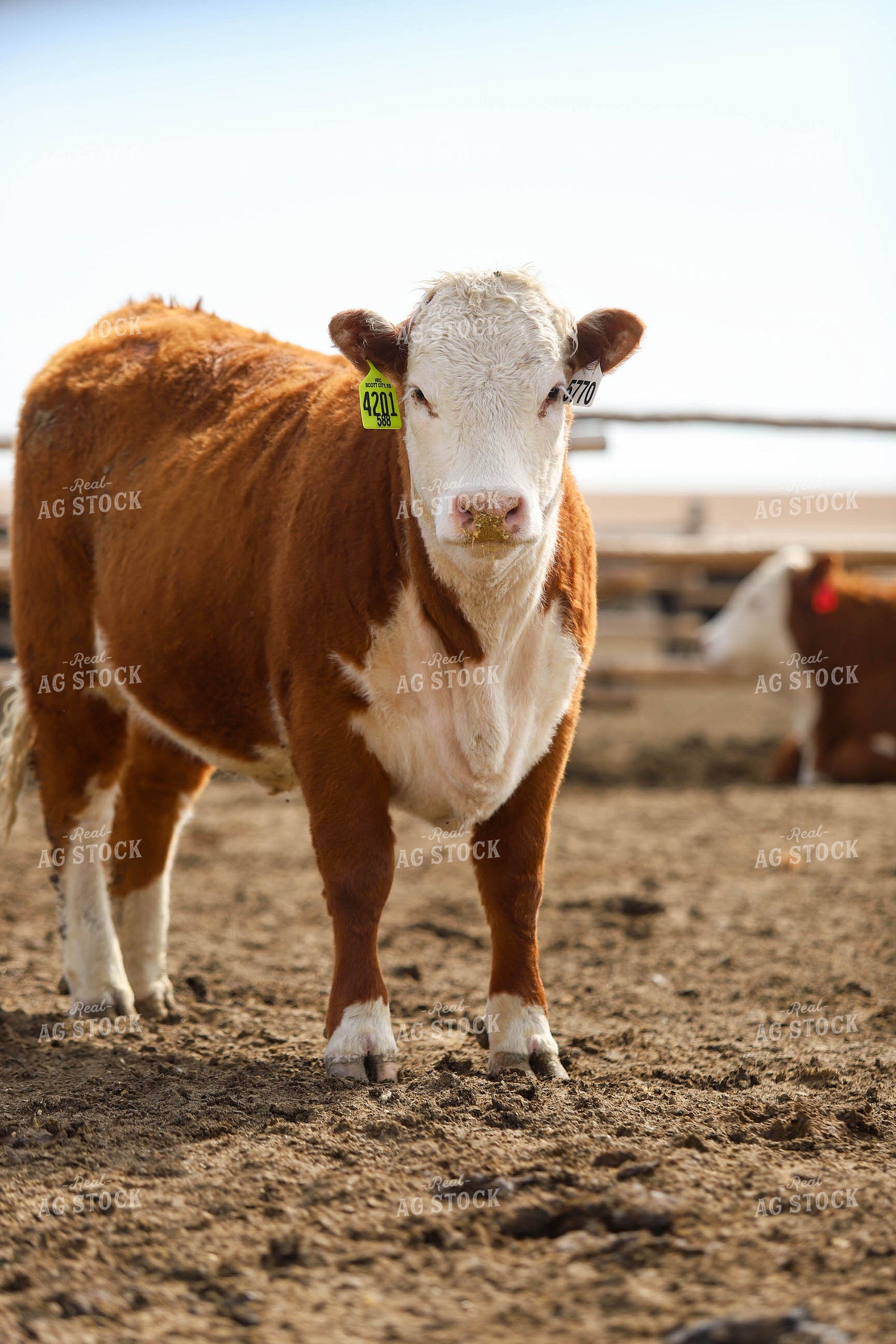 Hereford Cow in Farmyard 99011