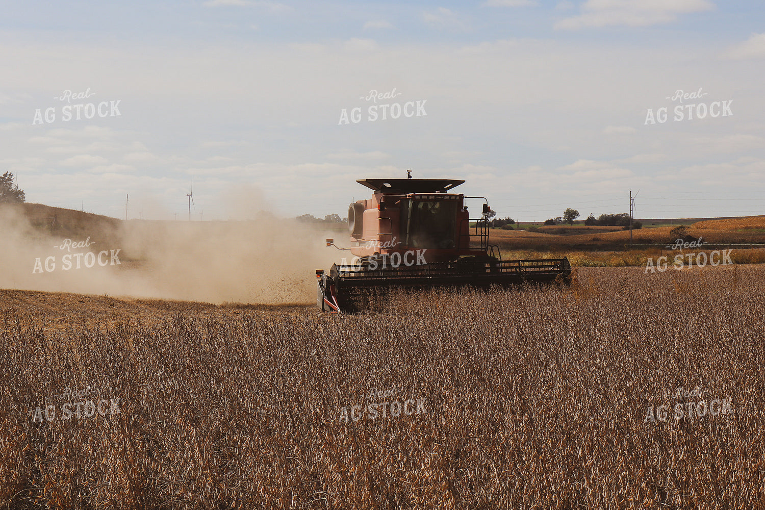 Soybean Harvest 67002