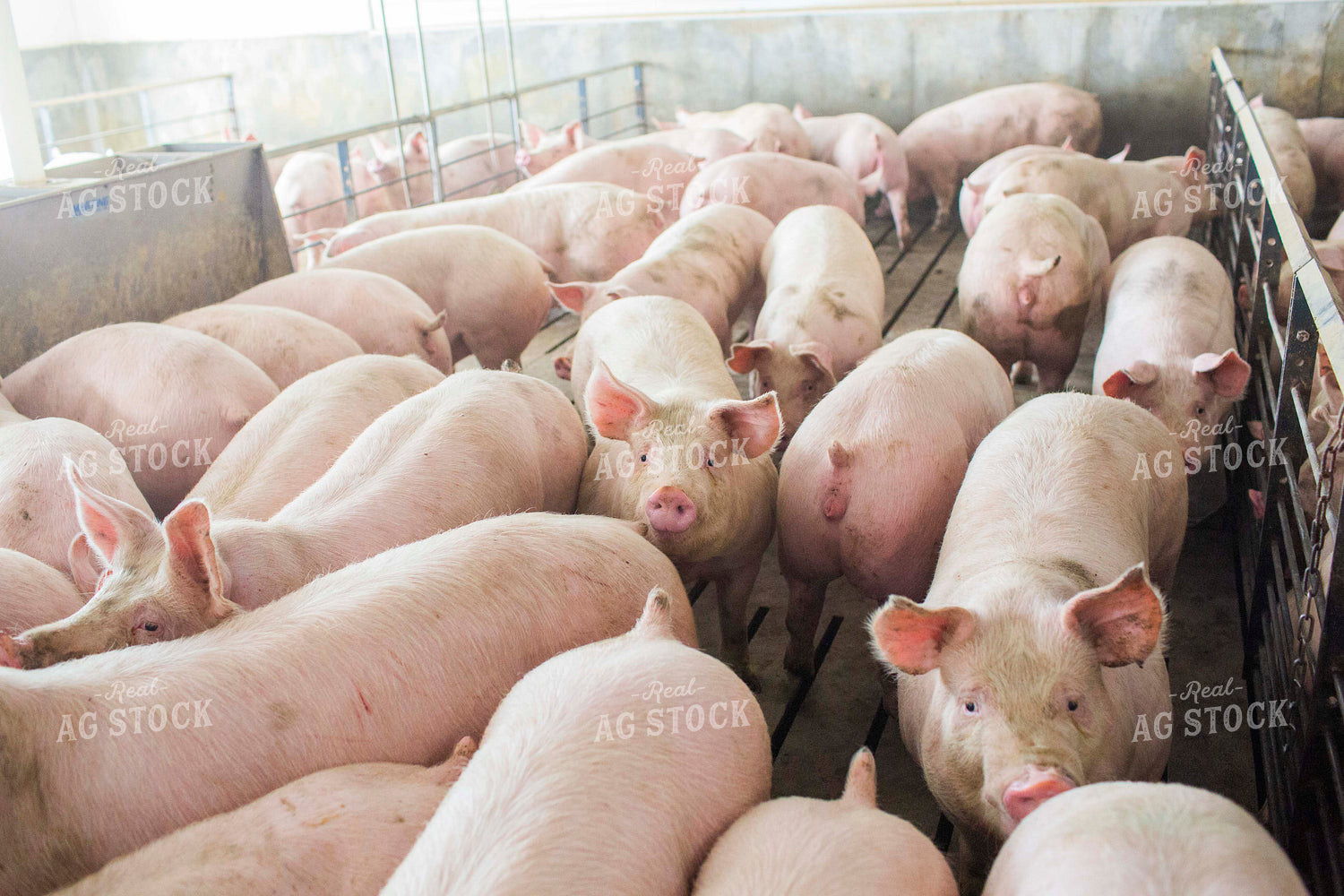 Finishing Pigs in Barn with Slatted Floor 3894