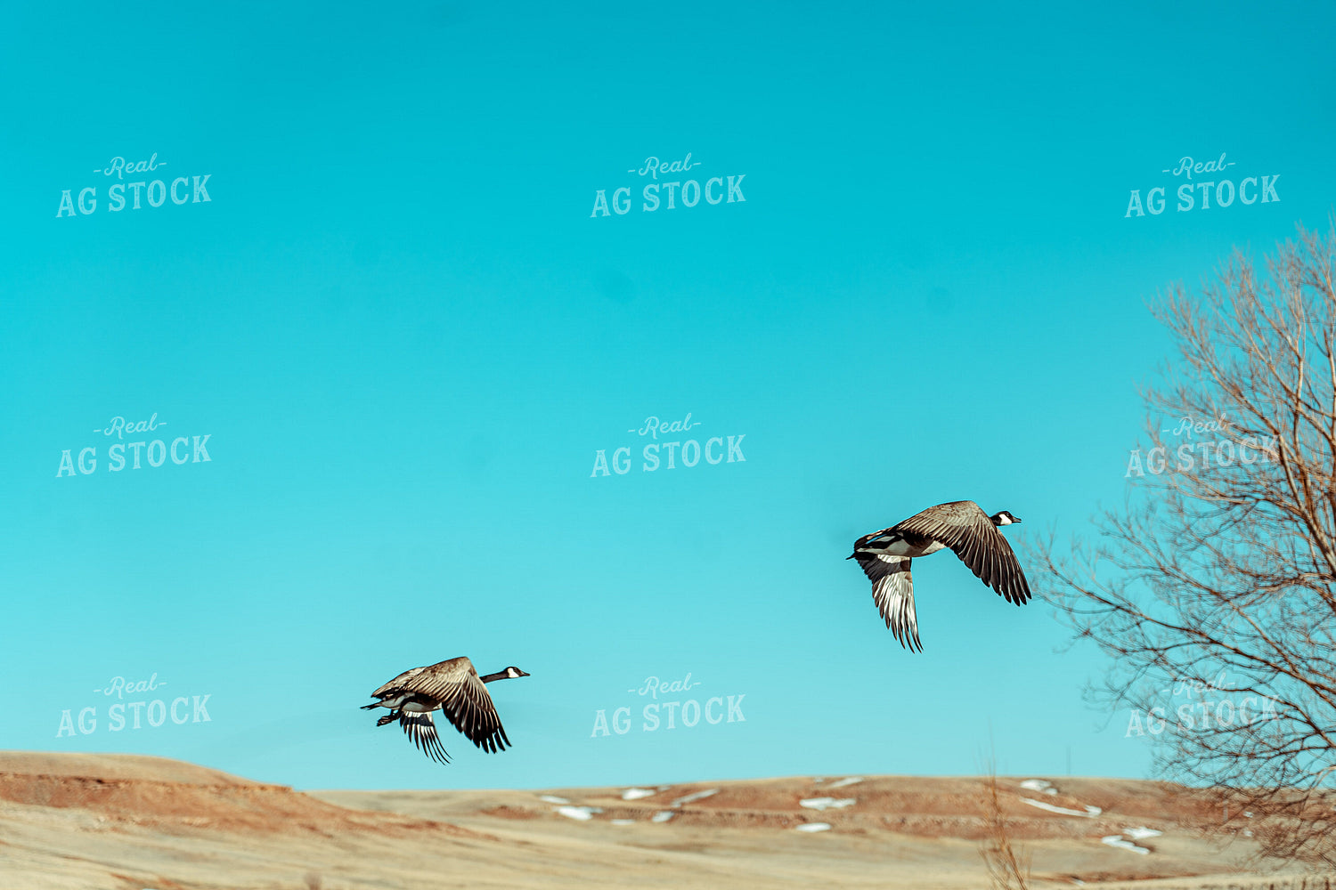 Geese 58080