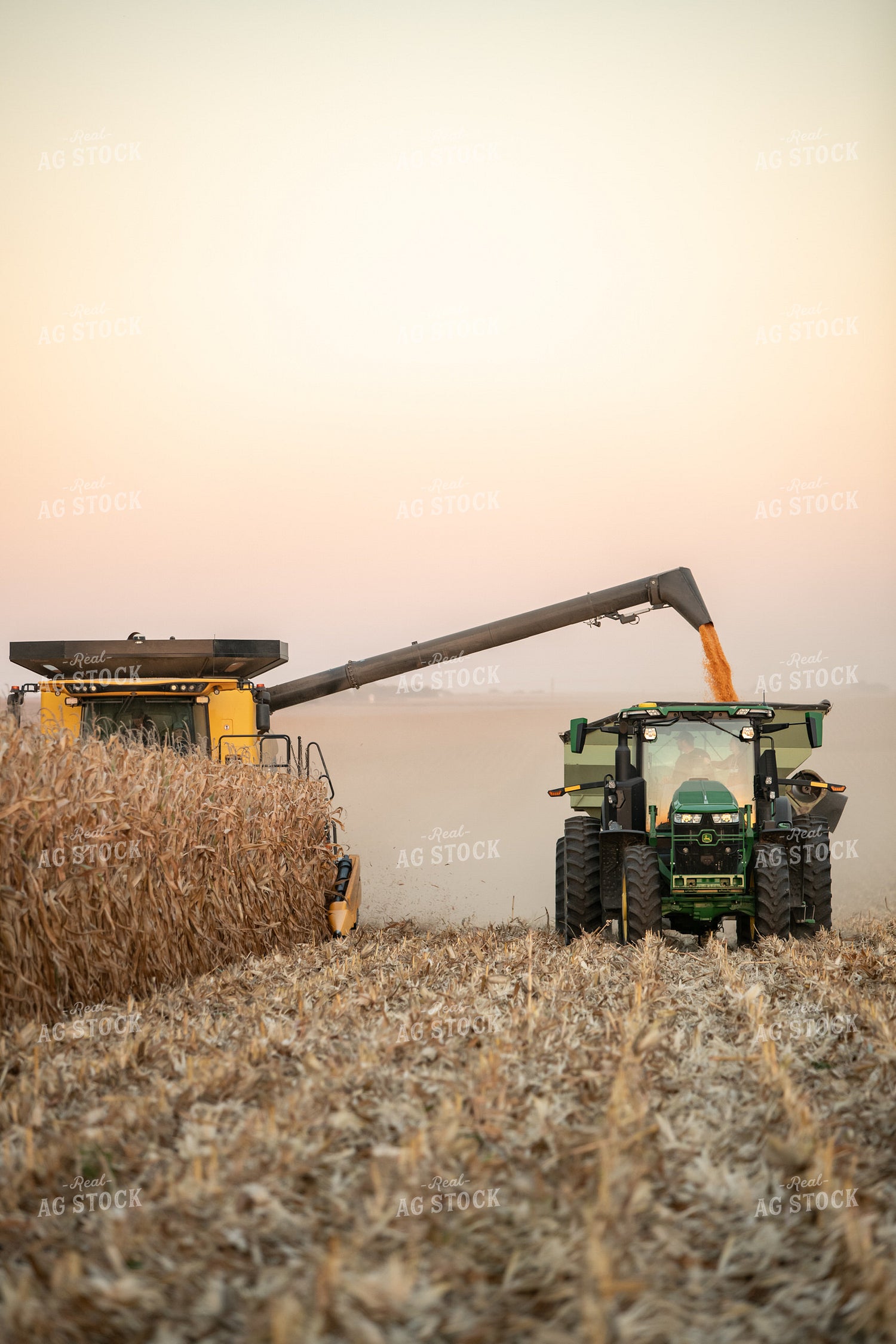 Corn Harvest 76474