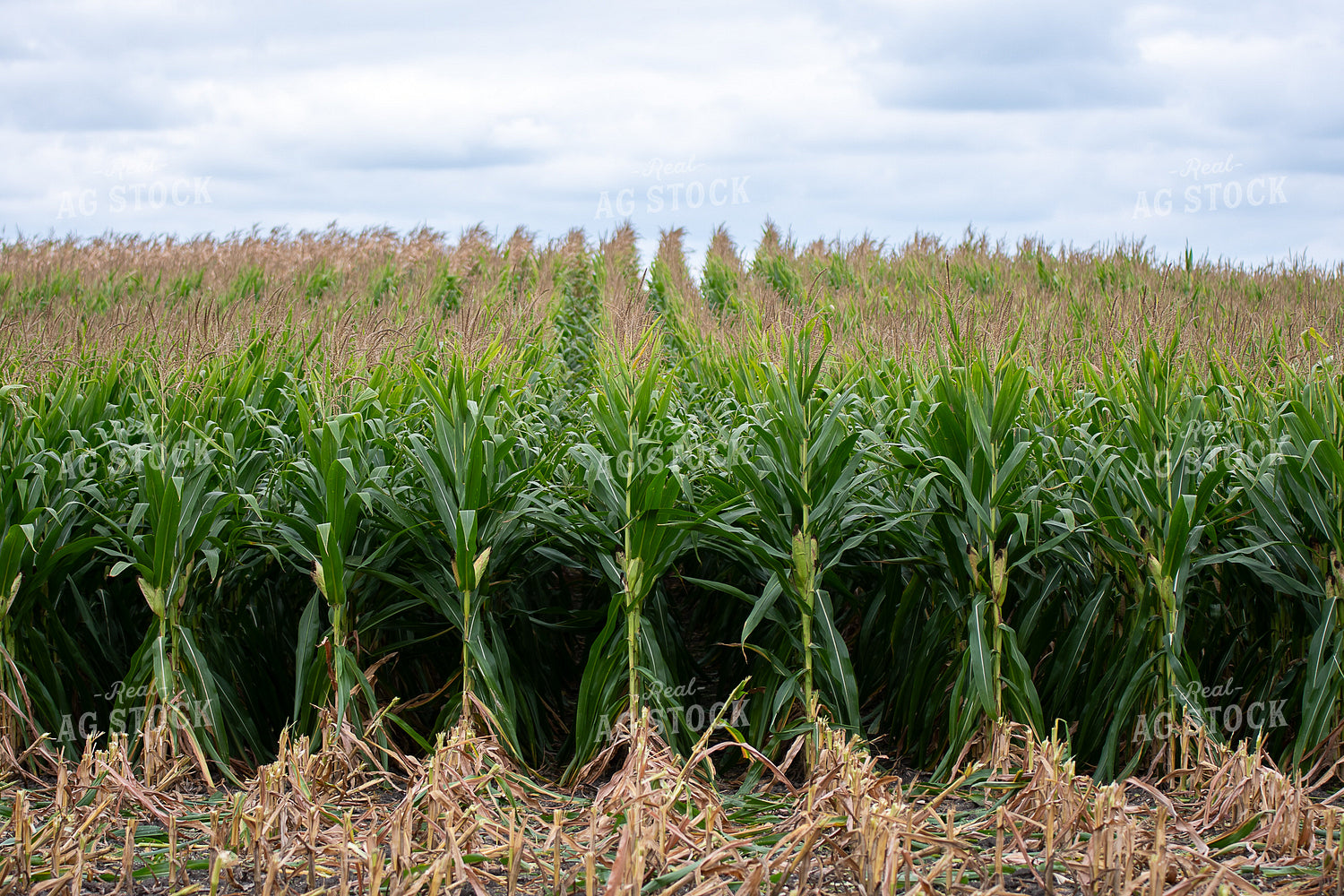 Silage Harvest 50413