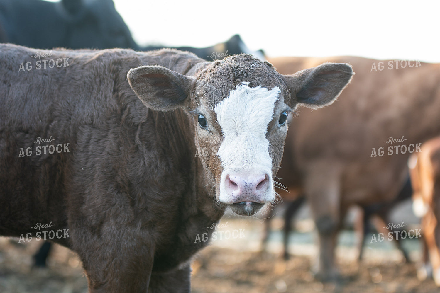 Hereford Calf in Farmyard 50217