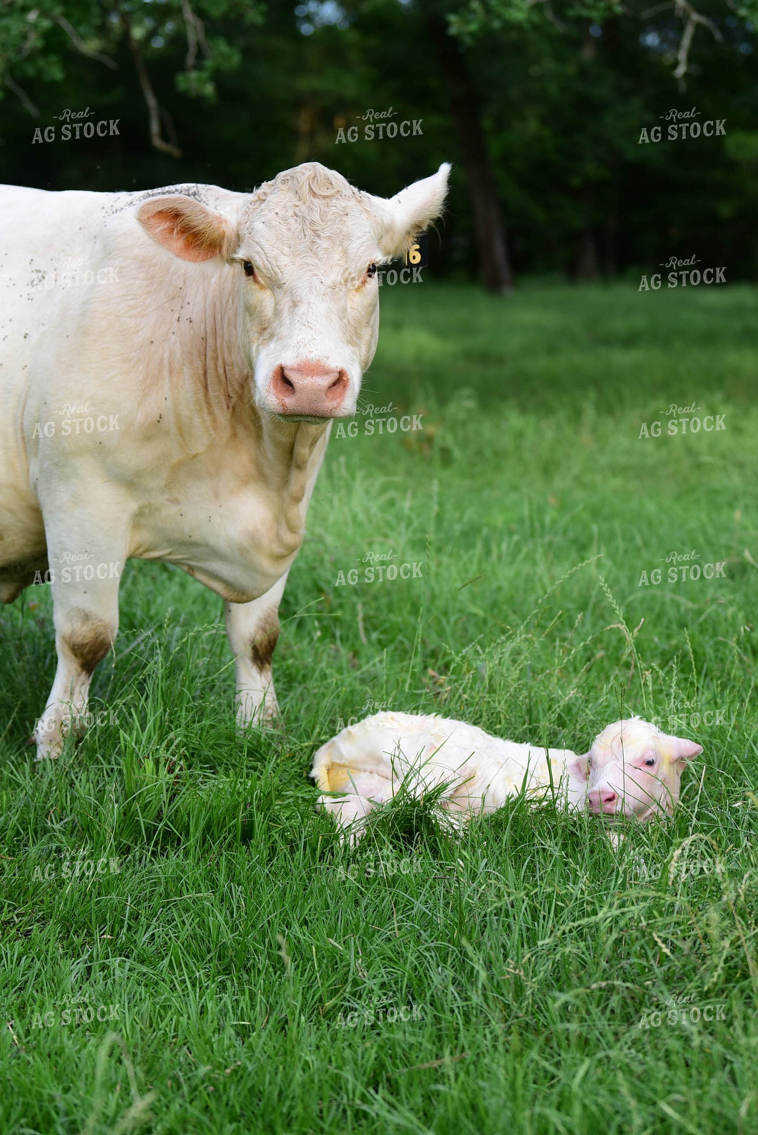 Charolais Cow with Newborn Calf 192003
