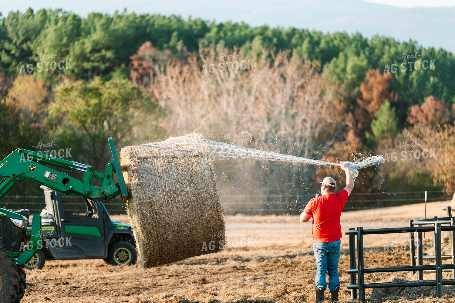 Putting out Hay in the Bale Feeder 125228