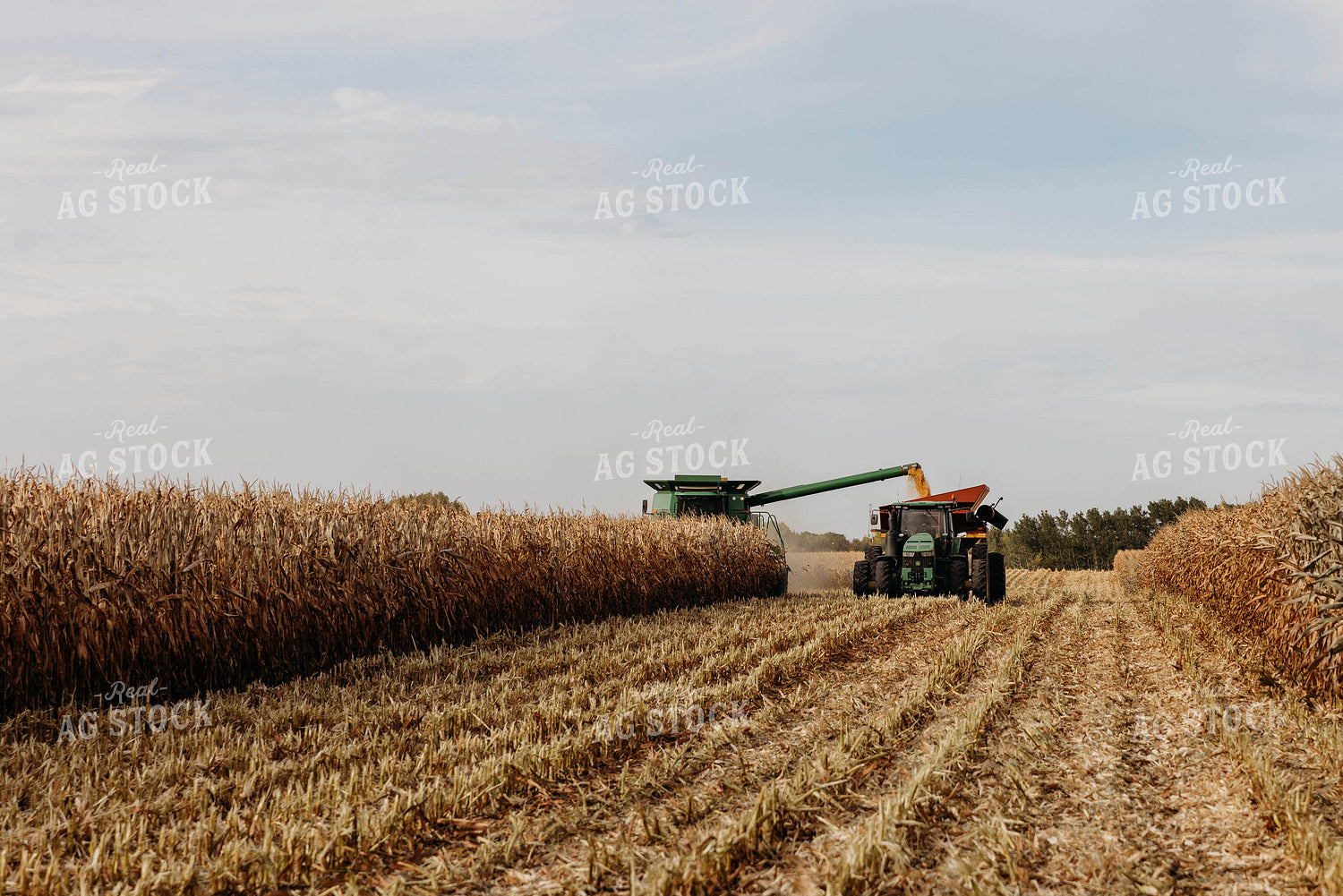 Corn Harvest 152110