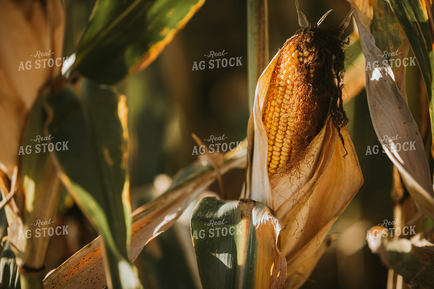 Dried Corn in Field 4746