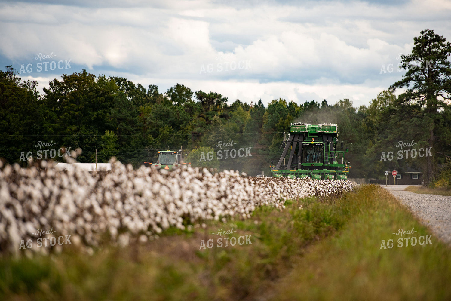 Cotton Harvest 136151