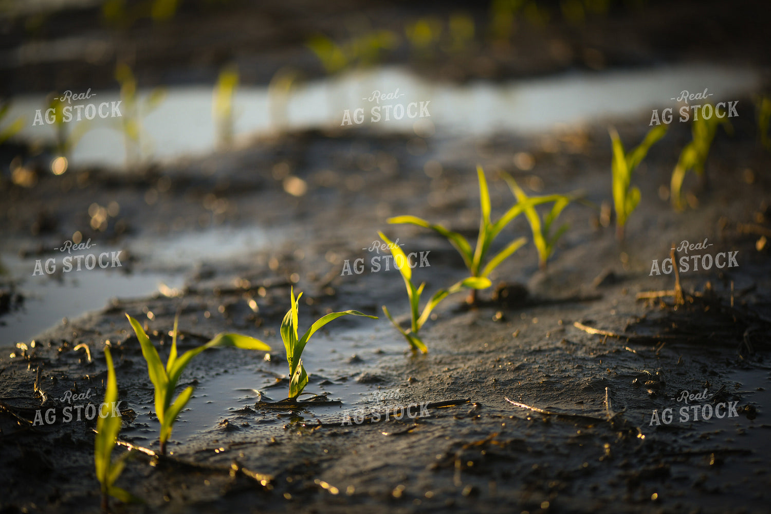 Early Growth Corn 191096